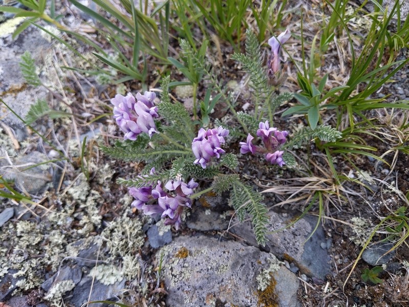 Oxytropis saurica photo 2
