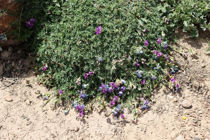 Oxytropis savellanica