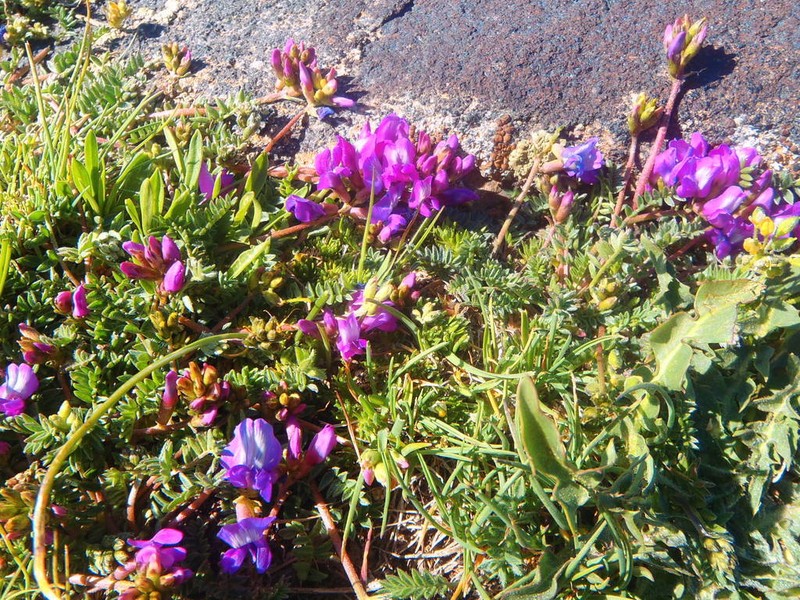 Oxytropis savellanica photo 2