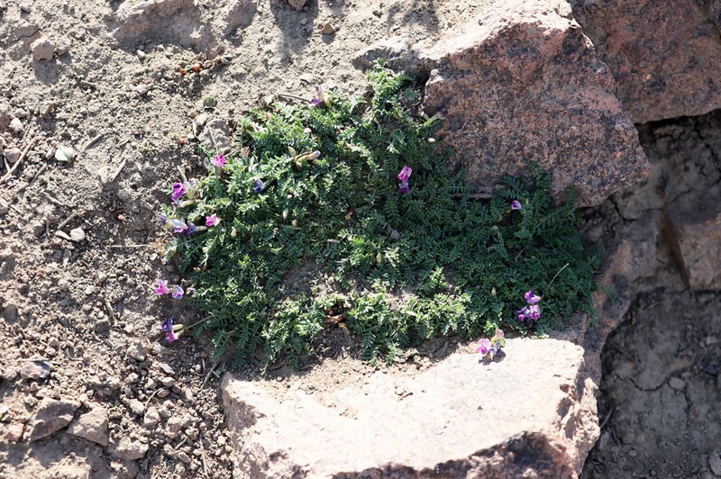 Oxytropis savellanica photo 3