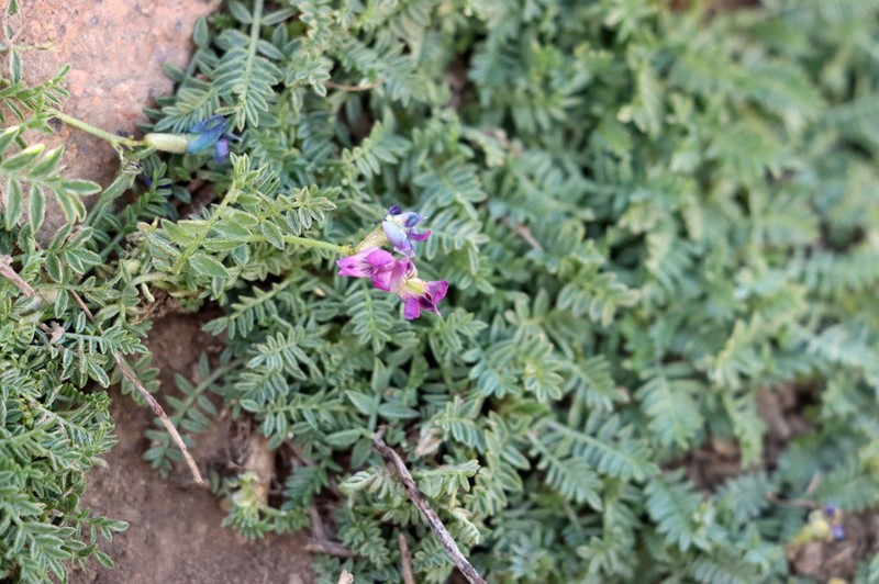 Oxytropis savellanica photo 4