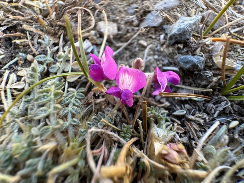 Oxytropis savellanica photo 5