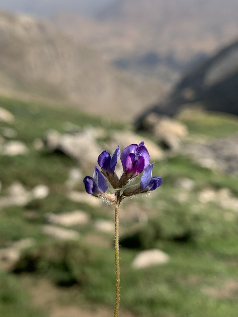 Oxytropis savellanica photo 6