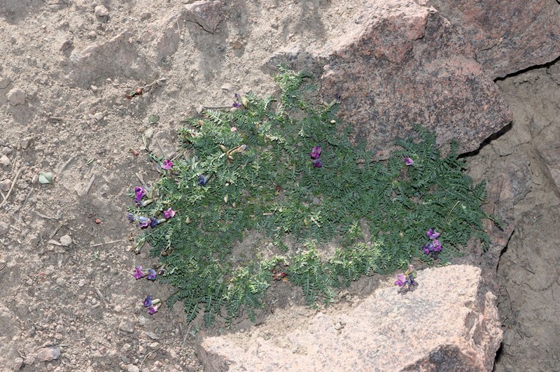 Oxytropis savellanica photo 7