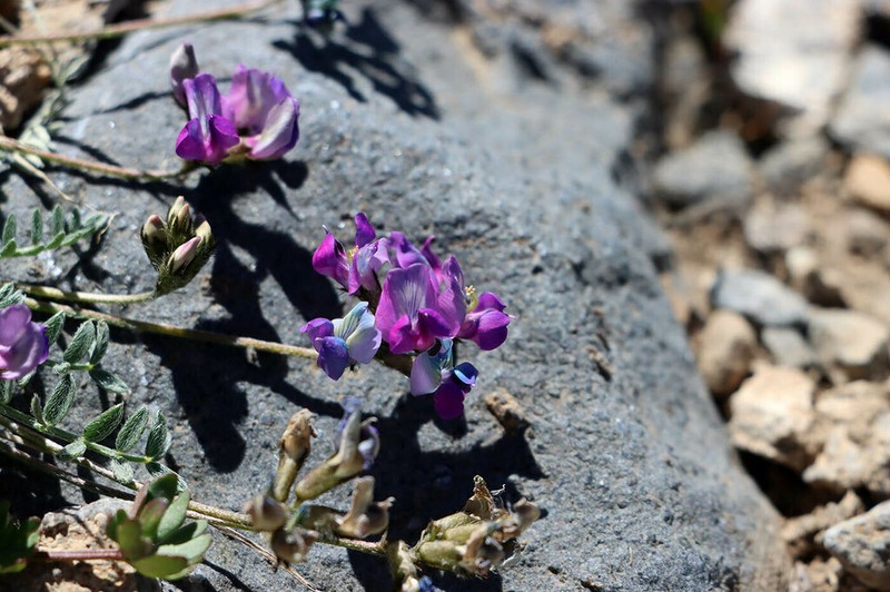 Oxytropis savellanica photo 8