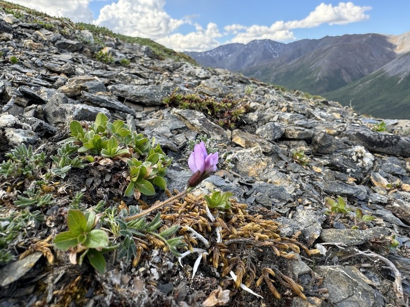 Scamman's Oxytrope photo 4
