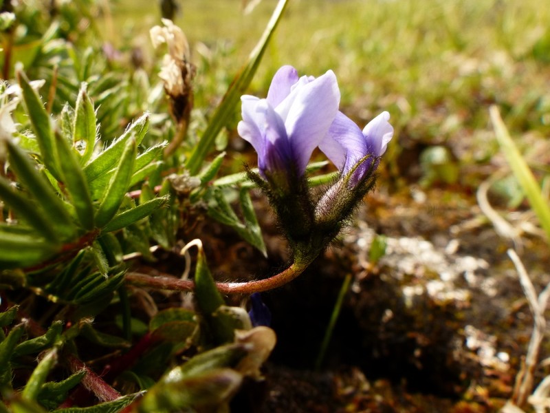 Scamman's Oxytrope photo 8