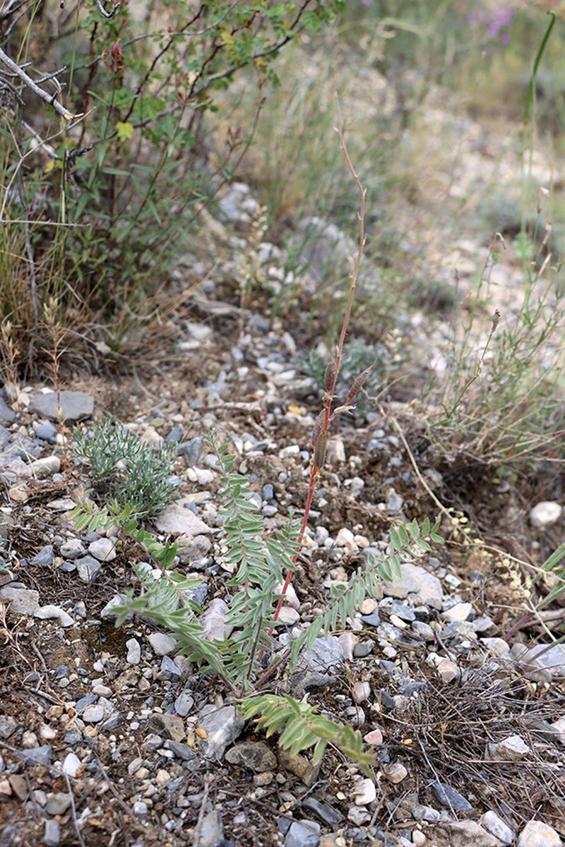 Oxytropis schachimardanica