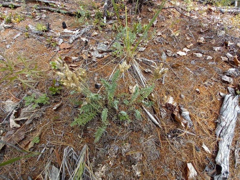Oxytropis scheludjakovae photo 3