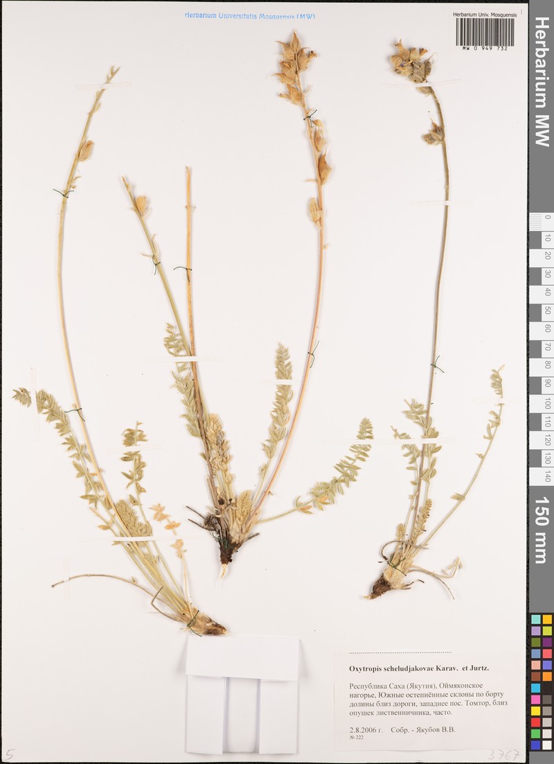 Oxytropis scheludjakovae photo 5