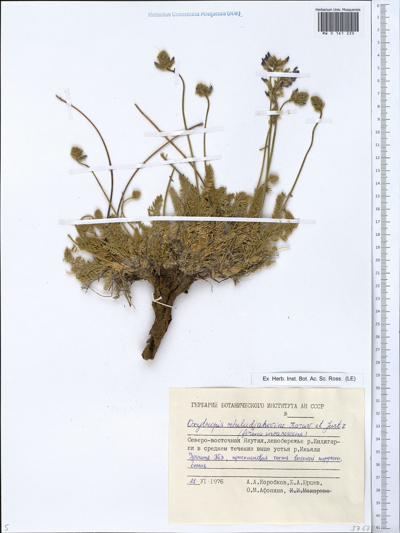 Oxytropis scheludjakovae photo 6