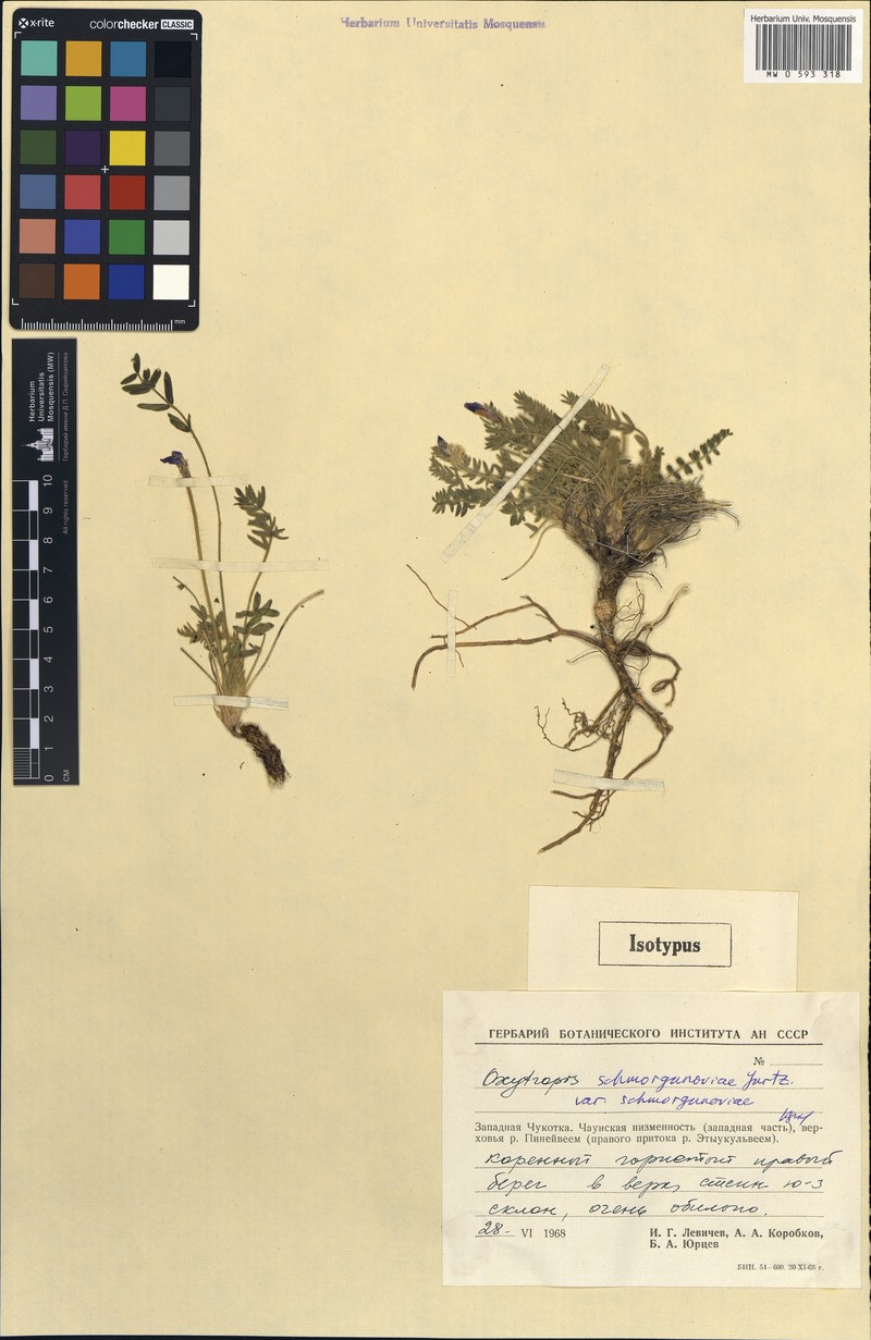 Oxytropis schmorgunoviae
