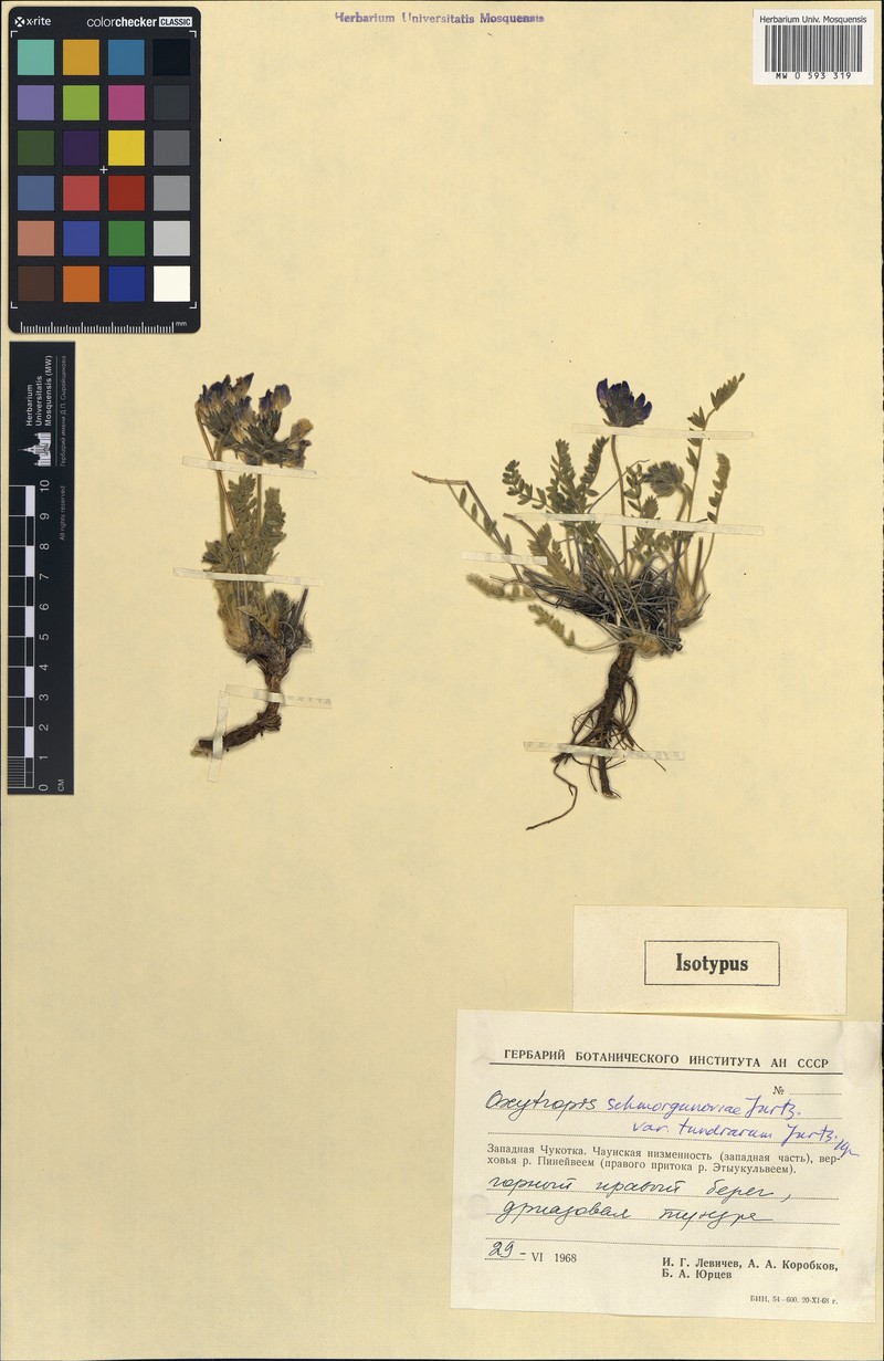 Oxytropis schmorgunoviae photo 2
