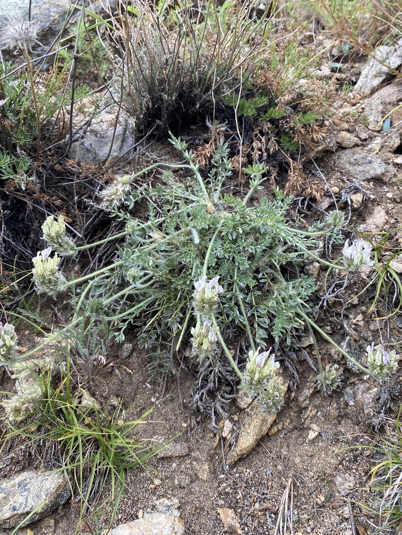 Oxytropis selengensis photo 2