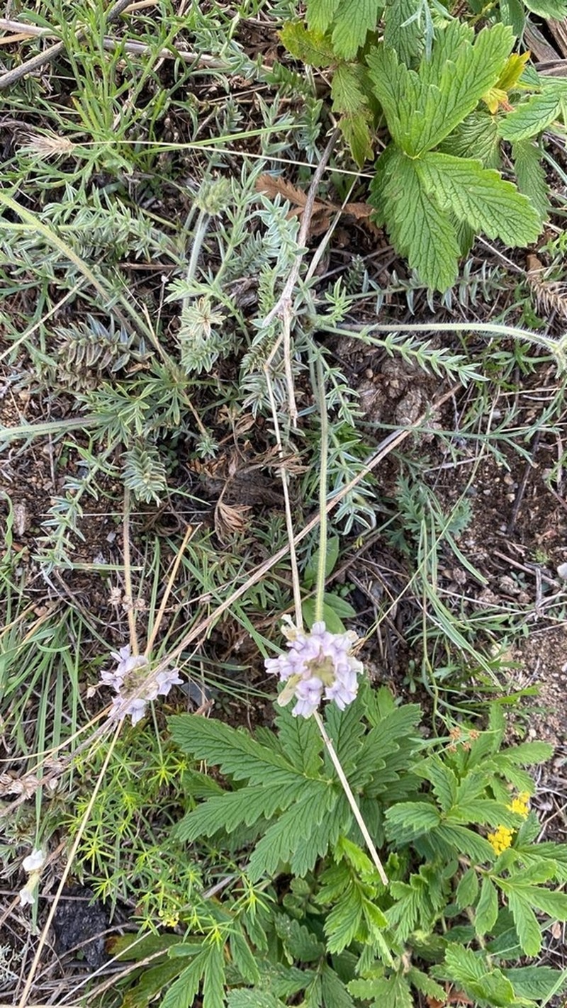 Oxytropis selengensis photo 3