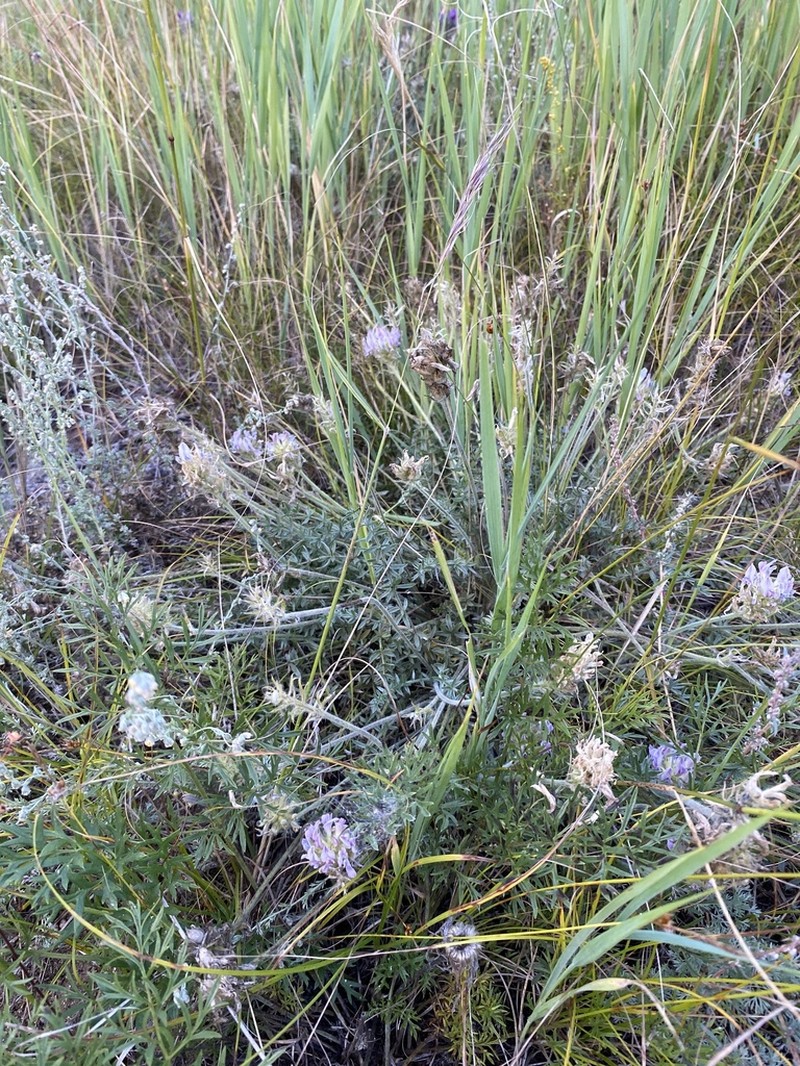 Oxytropis selengensis photo 4