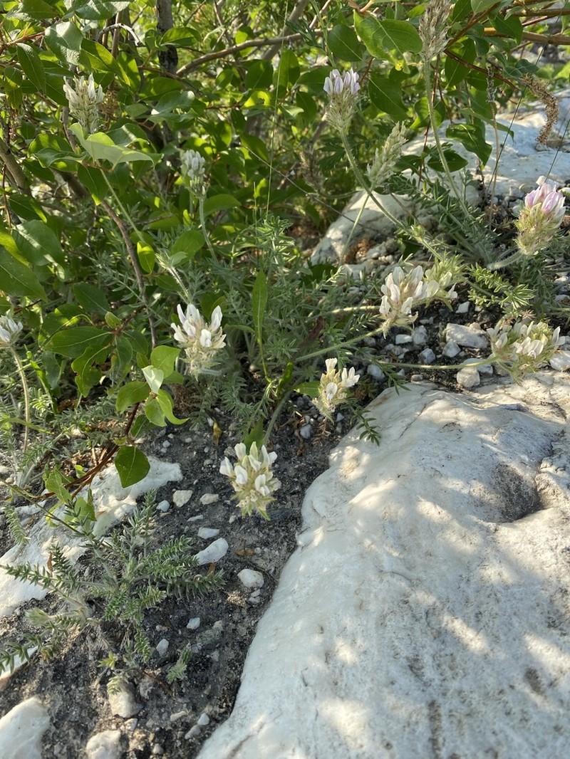 Oxytropis selengensis photo 5