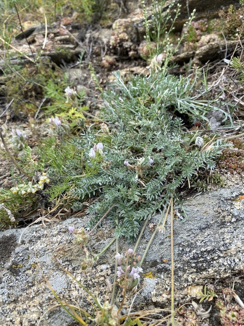 Oxytropis selengensis photo 6