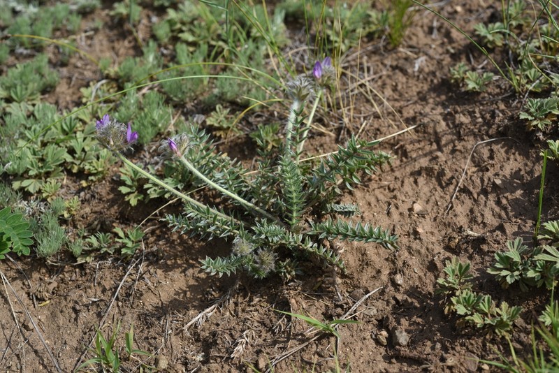 Oxytropis selengensis photo 7