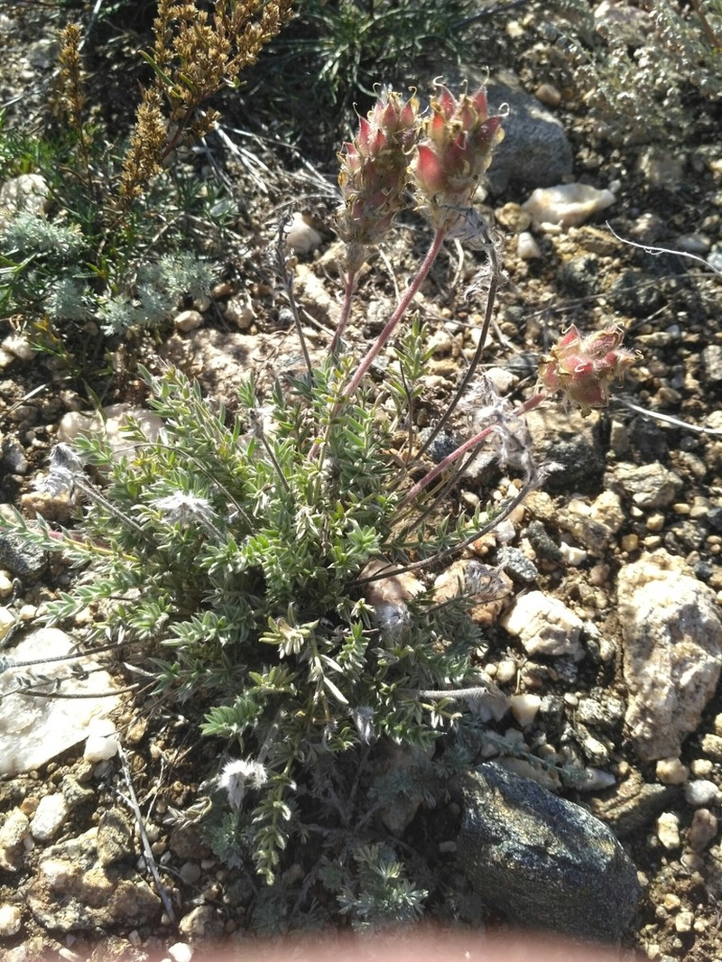 Oxytropis selengensis photo 8
