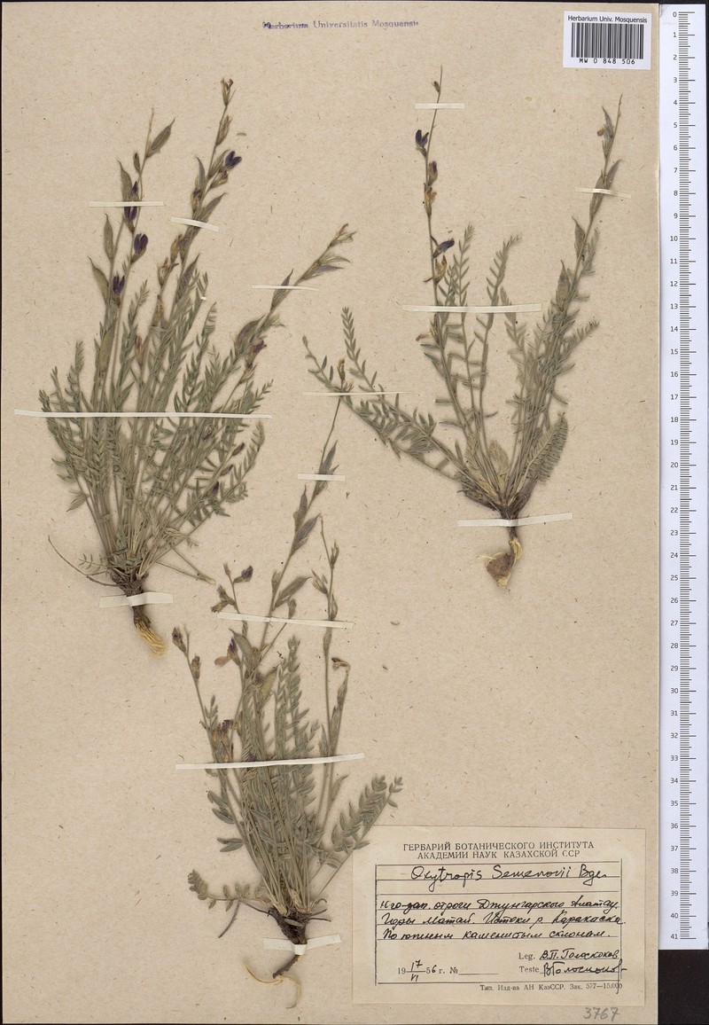 Oxytropis semenowii