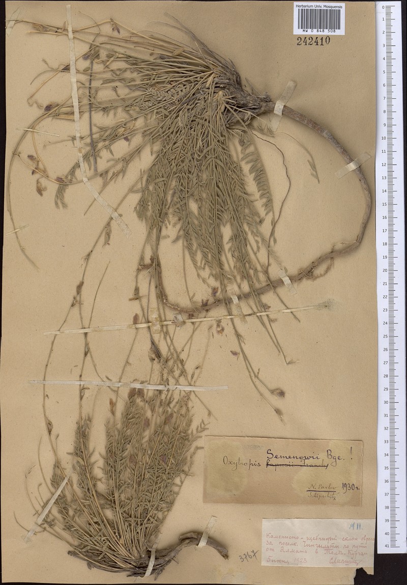 Oxytropis semenowii photo 2