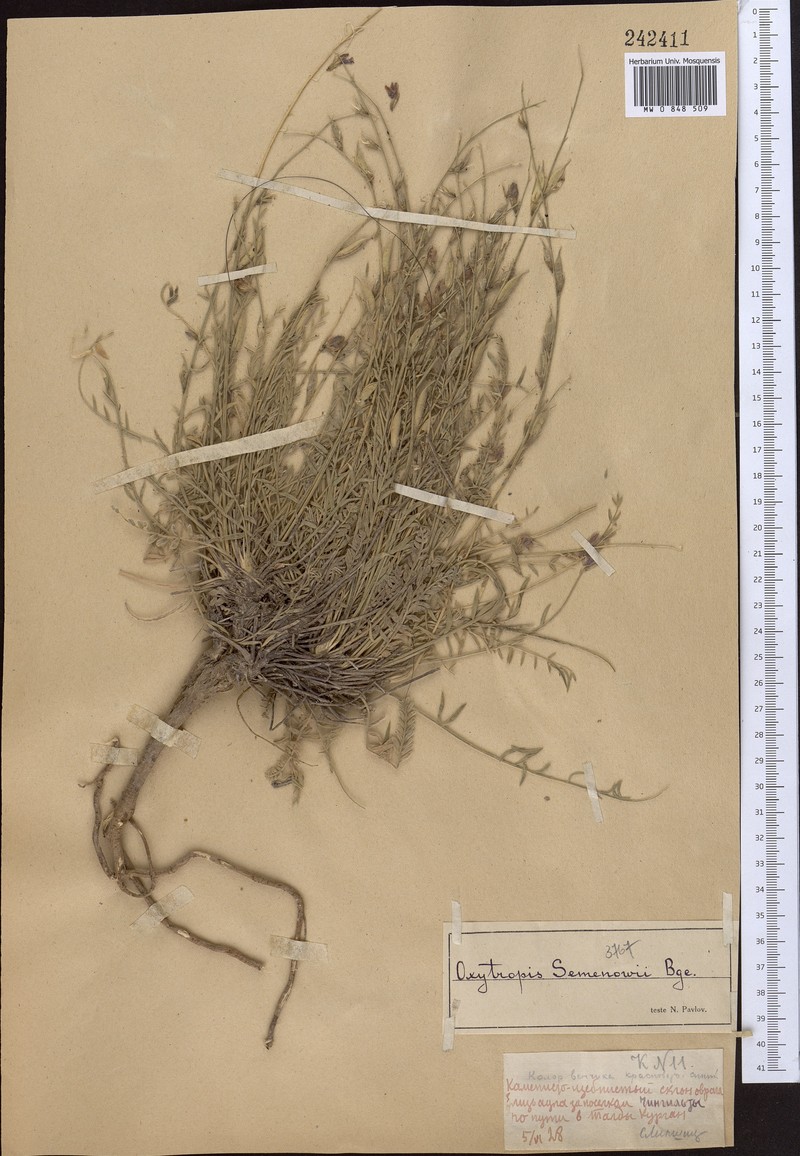Oxytropis semenowii photo 3