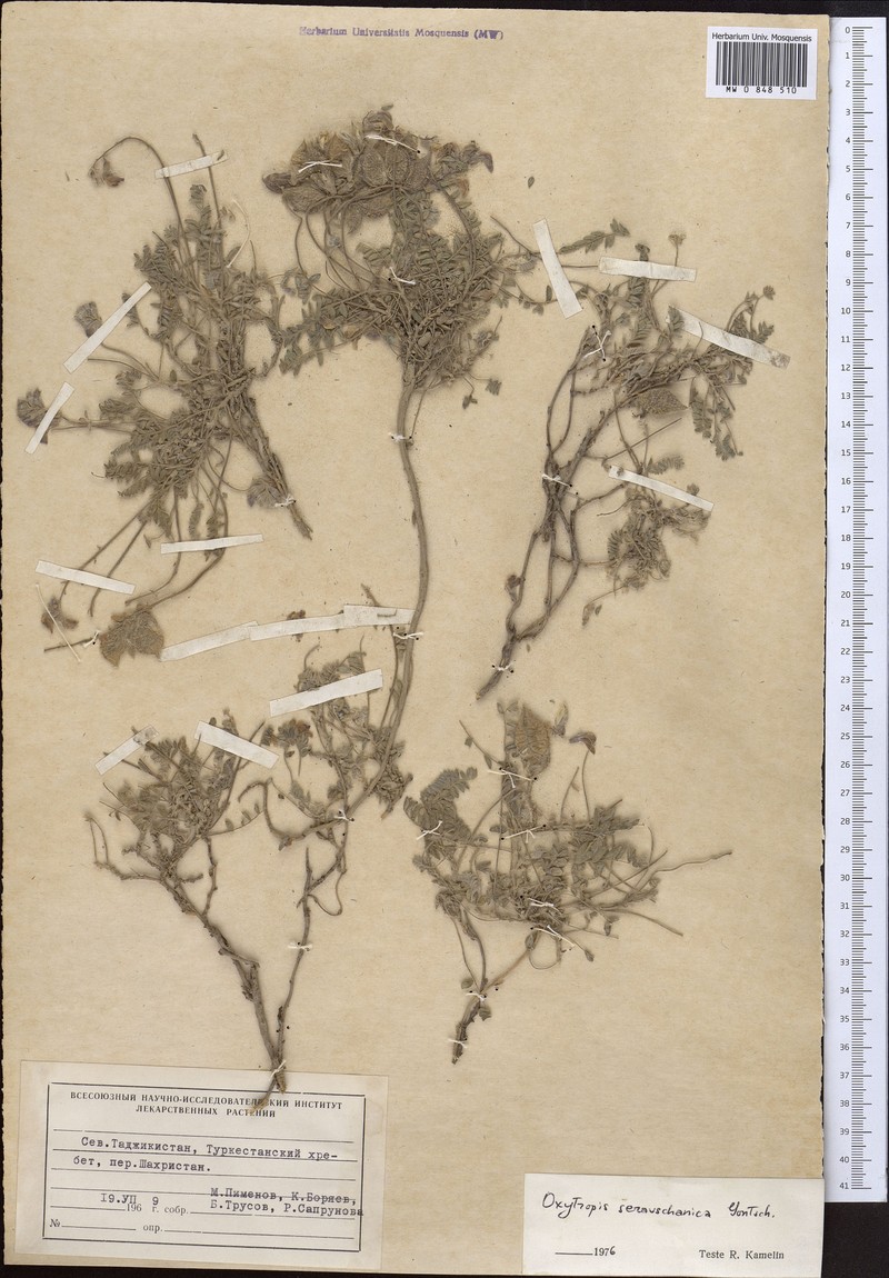 Oxytropis seravschanica