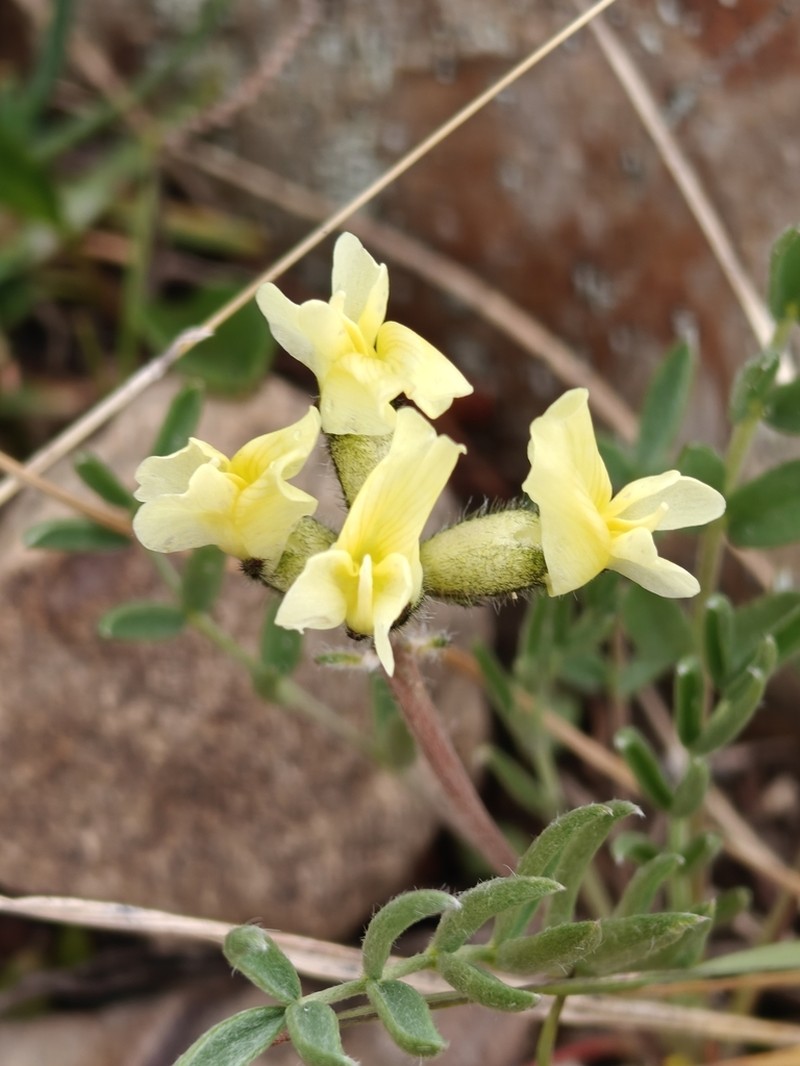 White Locoweed photo 3