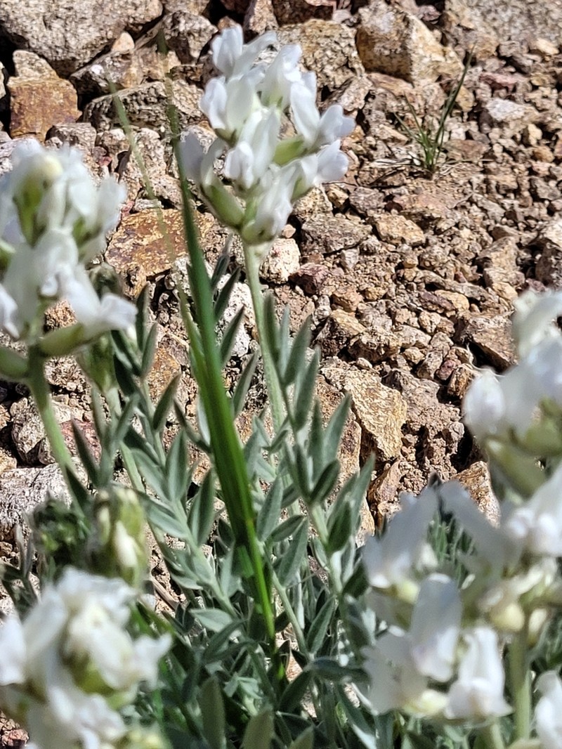 White Locoweed photo 4