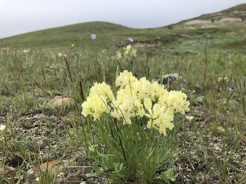 White Locoweed photo 5