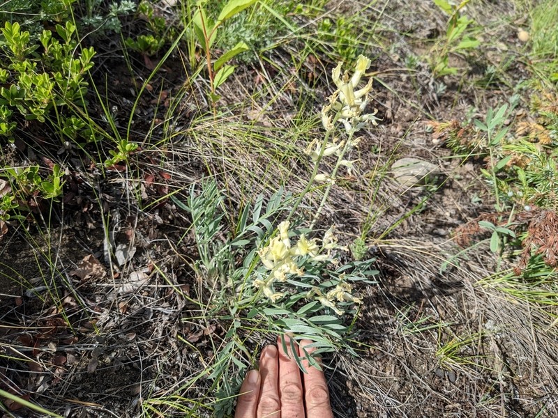 White Locoweed photo 6