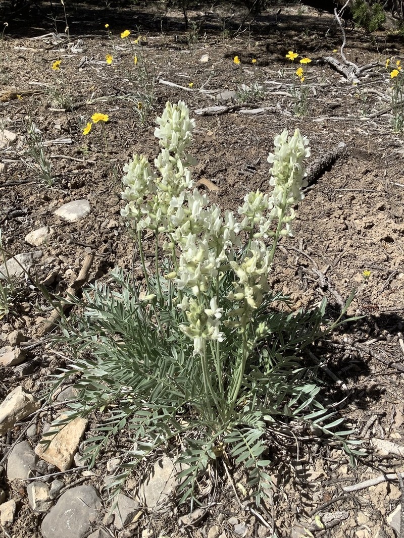 White Locoweed photo 7