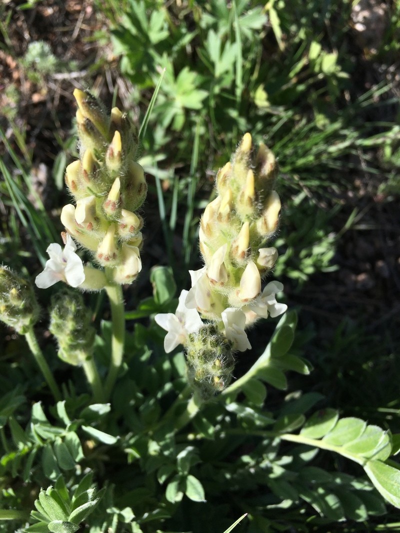 White Locoweed photo 8