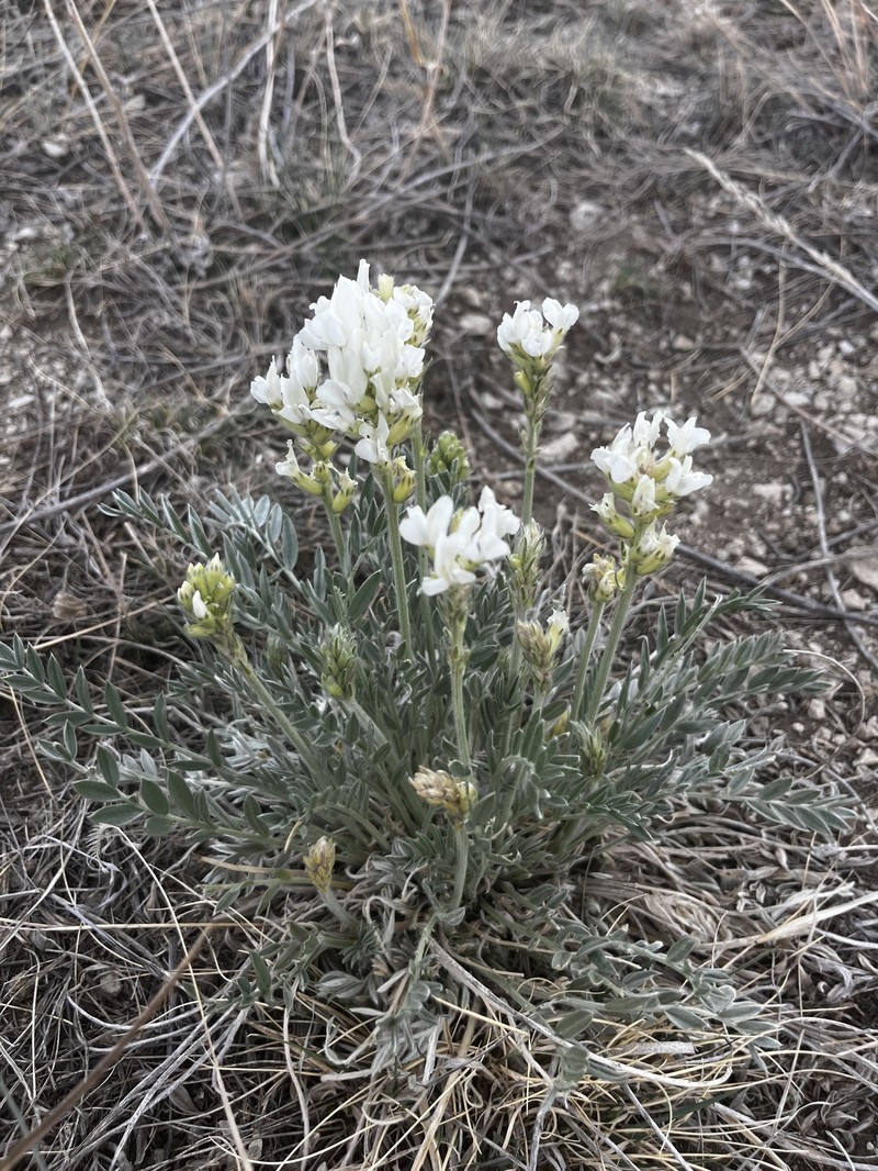 Oxytropis sericea var. sericea