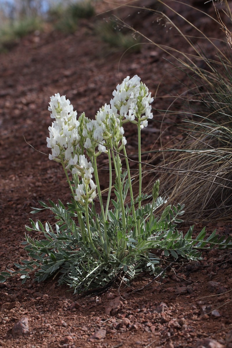 Oxytropis sericea var. sericea photo 2