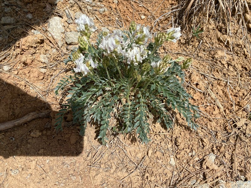 Oxytropis sericea var. sericea photo 3