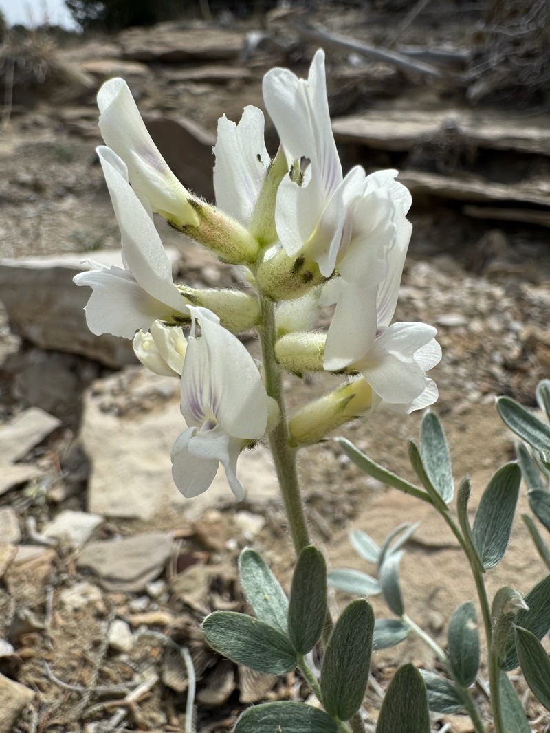 Oxytropis sericea var. sericea photo 4