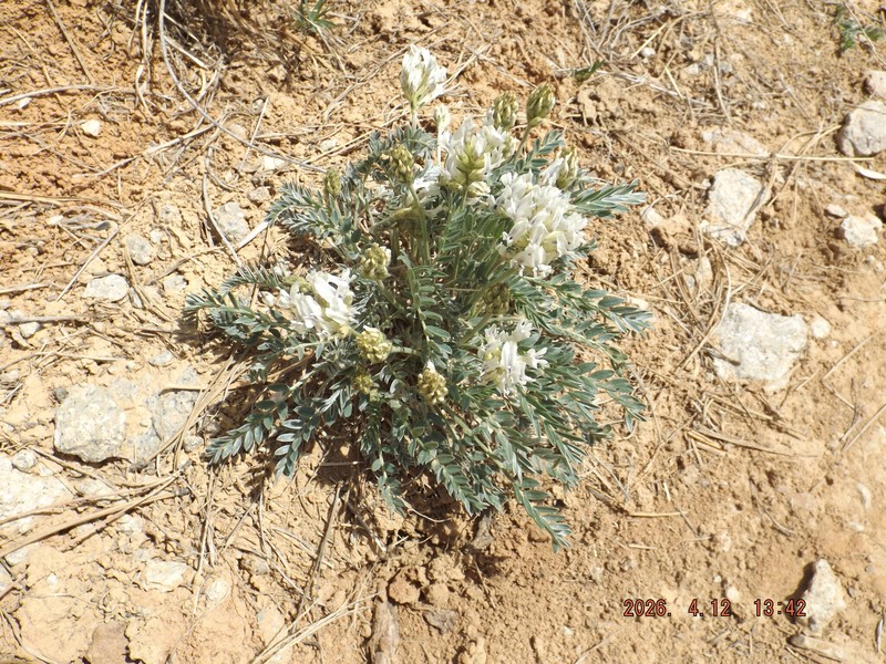Oxytropis sericea var. sericea photo 5