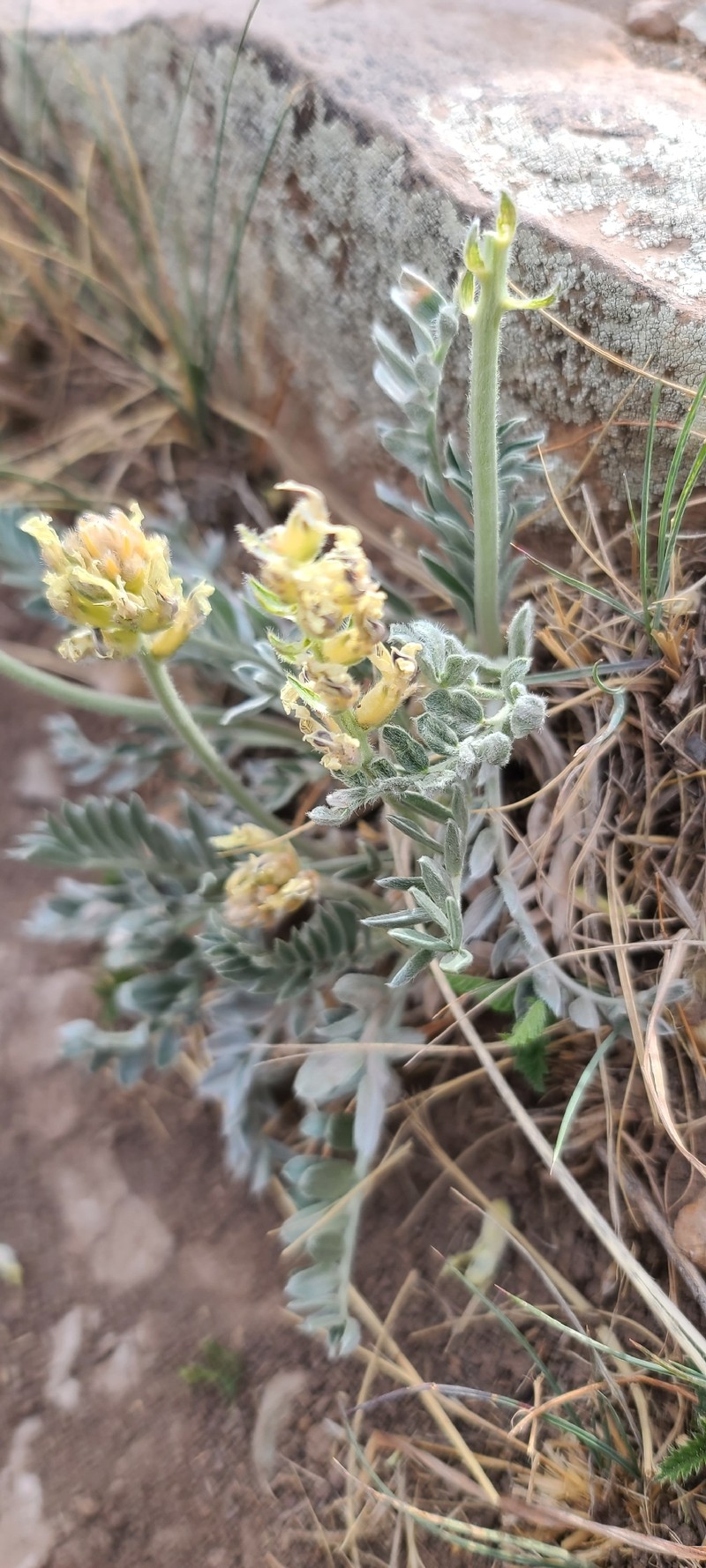 Oxytropis sericea var. sericea photo 6