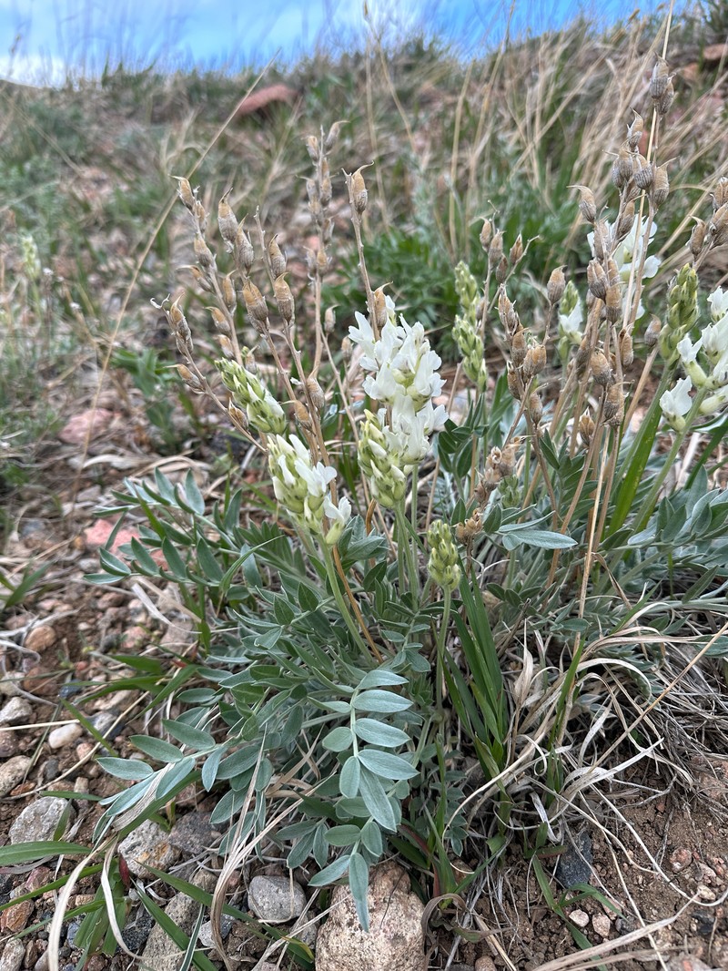 Oxytropis sericea var. sericea photo 7