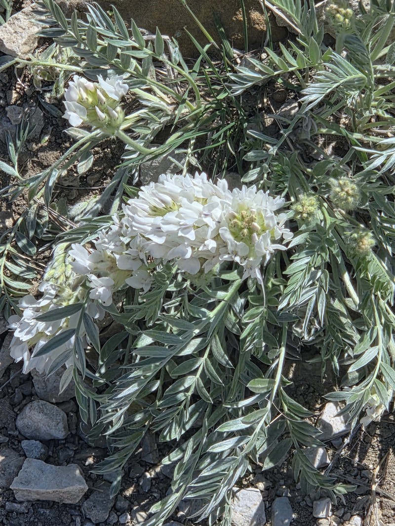 Oxytropis sericea var. sericea photo 8
