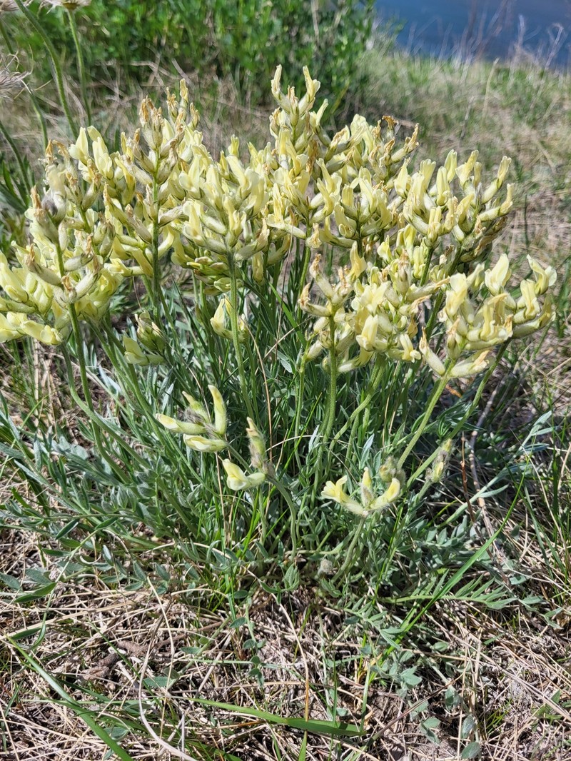 Oxytropis sericea var. speciosa