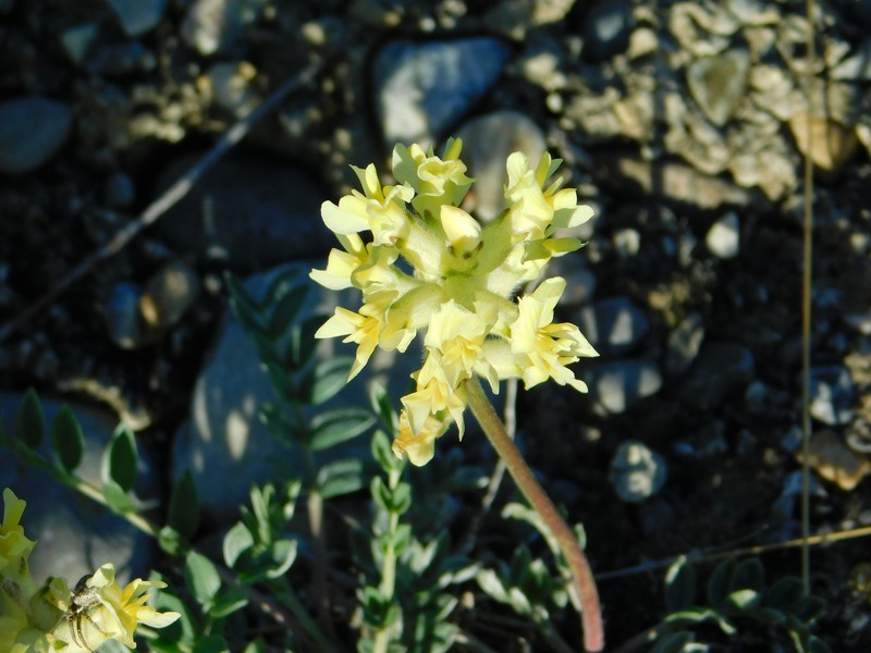 Oxytropis sericea var. speciosa photo 2