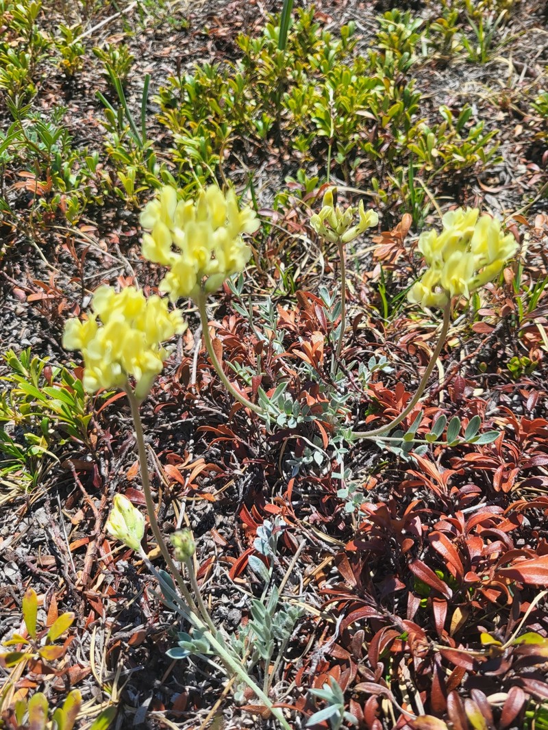 Oxytropis sericea var. speciosa photo 3