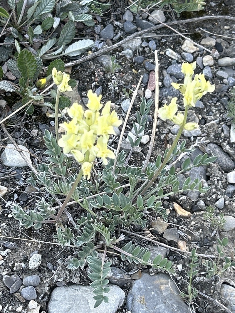Oxytropis sericea var. speciosa photo 4