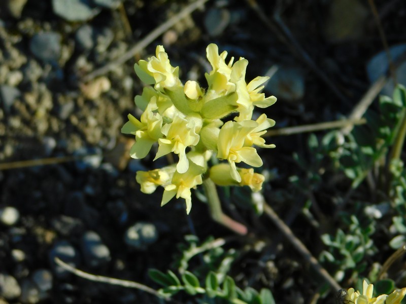 Oxytropis sericea var. speciosa photo 5