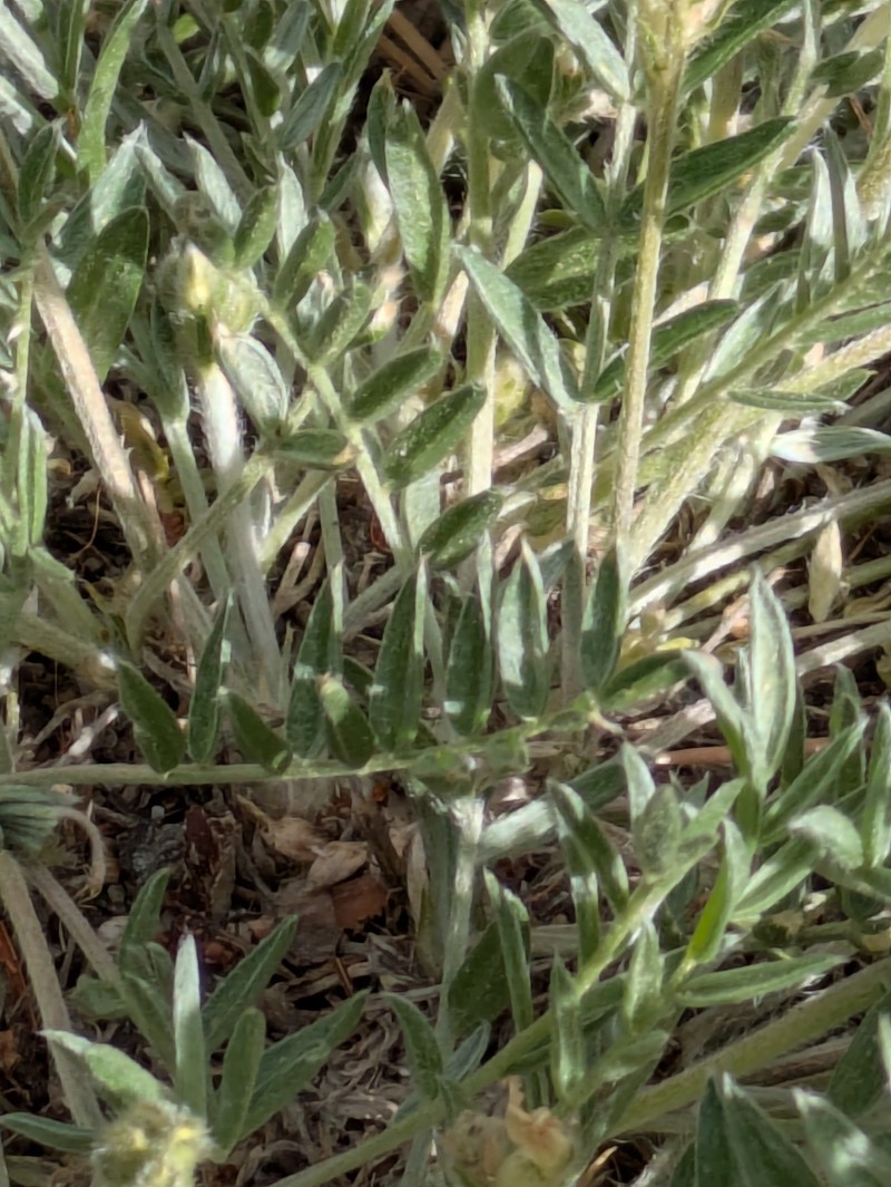 Oxytropis sericea var. speciosa photo 6