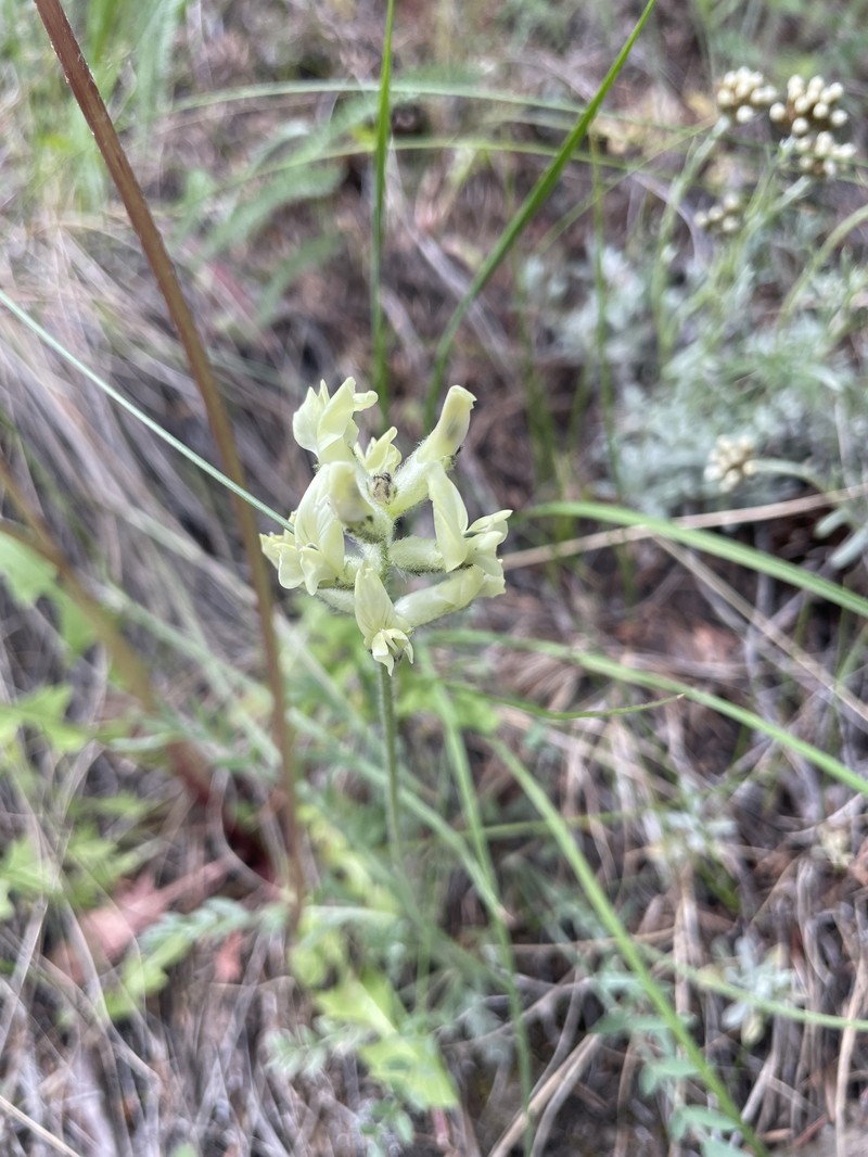Oxytropis sericea var. speciosa photo 7