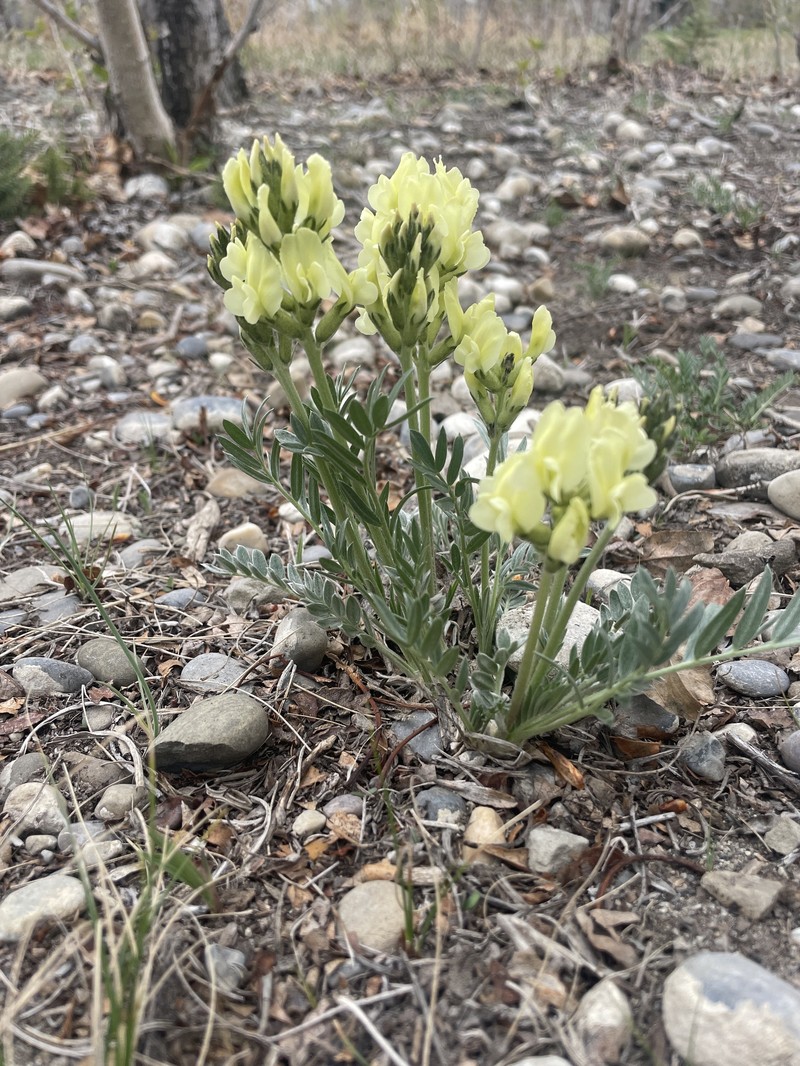 Oxytropis sericea var. speciosa photo 8